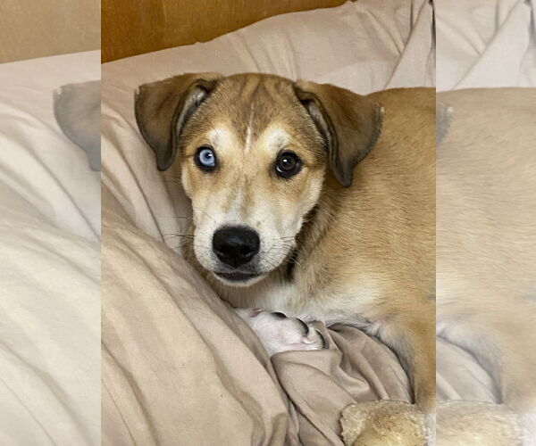 Medium Photo #2 Australian Shepherd-Spaniel Mix Puppy For Sale in Hillsboro, MO, USA