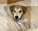 Small #1 Australian Shepherd-Spaniel Mix