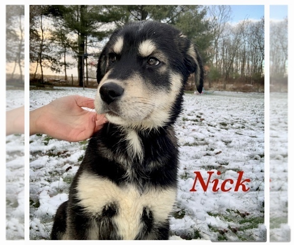 Medium Photo #2 Goberian Puppy For Sale in BRINKHAVEN, OH, USA