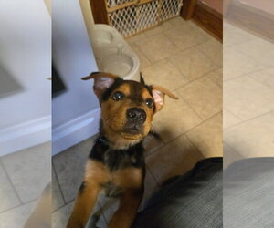 Mutt Dogs for adoption in New London, WI, USA