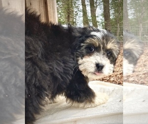 Aussiedoodle Miniature  Dog for Adoption in WEST GROVE, Pennsylvania USA
