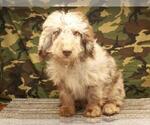 Small Photo #4 Miniature Labradoodle Puppy For Sale in SHAWNEE, OK, USA