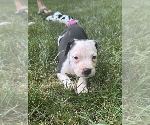 Medium Photo #3 American Staffordshire Terrier-Unknown Mix Puppy For Sale in Brewster, NY, USA