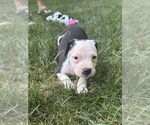Small #2 American Staffordshire Terrier Mix