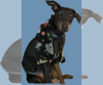 Small Photo #1 Doberman Pinscher Puppy For Sale in CLINTON, OH, USA