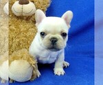 Small Photo #3 French Bulldog Puppy For Sale in MARIONVILLE, MO, USA