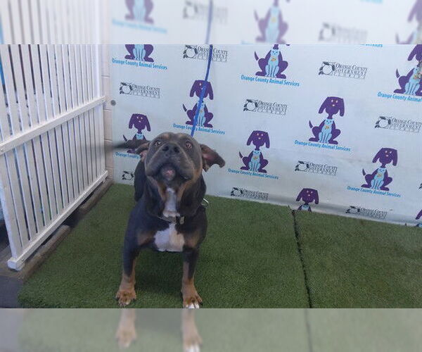 Medium Photo #1 Mutt Puppy For Sale in Orlando, FL, USA