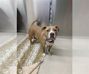 Boxer-Unknown Mix Dogs for adoption in Fairbanks, AK, USA