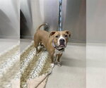 Small Boxer Mix