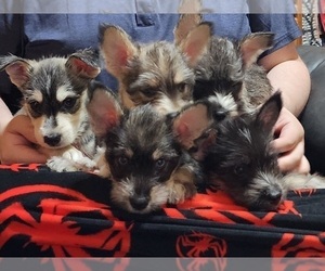 Schnauzer (Miniature)-Siberian Husky Mix Litter for sale in MODESTO, CA, USA