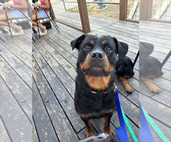 Medium Photo #6 Rottweiler Puppy For Sale in White Hall, AR, USA