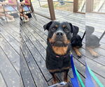 Small #5 Rottweiler