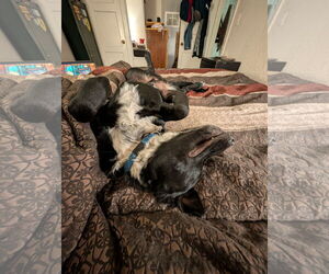 Lucky Day - Male Red Heeler-Unknown Mix Dog for Adoption - Photo #4