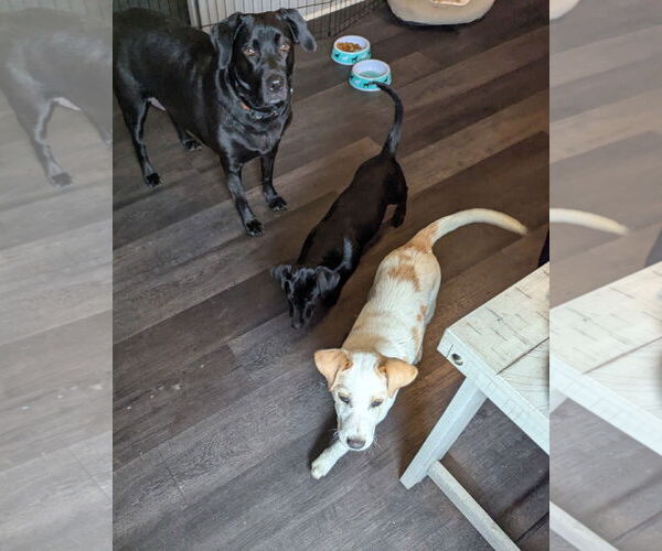 Medium Photo #8 Labrador Retriever-Unknown Mix Puppy For Sale in Doylestown, PA, USA