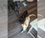 Small #7 Labrador Retriever Mix