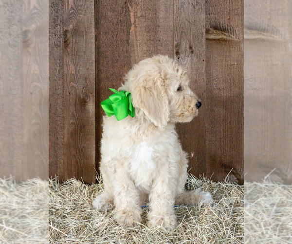 Medium Photo #6 Goldendoodle Puppy For Sale in LITTLE ROCK, AR, USA
