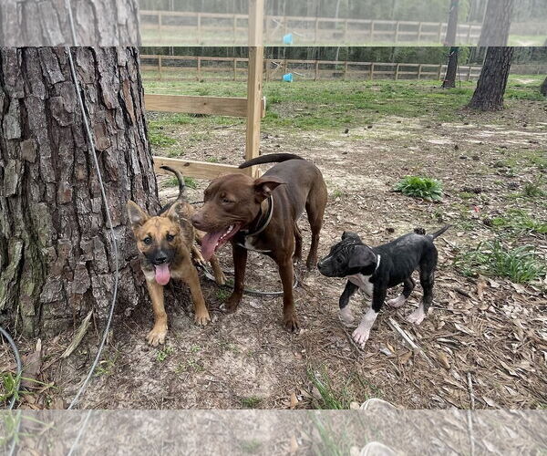 Medium Photo #3 German Shepherd Dog-Unknown Mix Puppy For Sale in The Woodlands, TX, USA