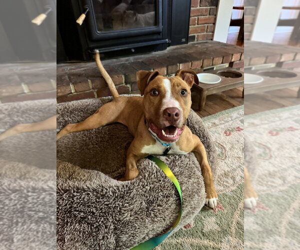Medium Photo #11 American Pit Bull Terrier-Bull Terrier Mix Puppy For Sale in Brewster, NY, USA
