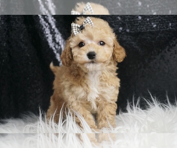 Medium Photo #1 Maltipoo Puppy For Sale in WARSAW, IN, USA