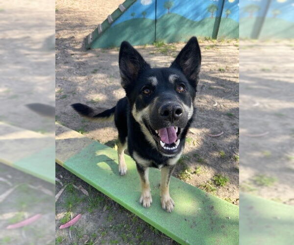 Medium Photo #1 German Shepherd Dog-Unknown Mix Puppy For Sale in Santa Maria, CA, USA