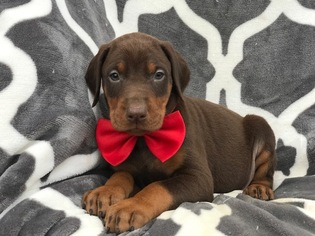 Doberman Pinscher Puppy for sale in EAST EARL, PA, USA