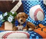 Small Photo #7 Poodle (Toy)-ShihPoo Mix Puppy For Sale in LINCOLN UNIVERSITY, PA, USA