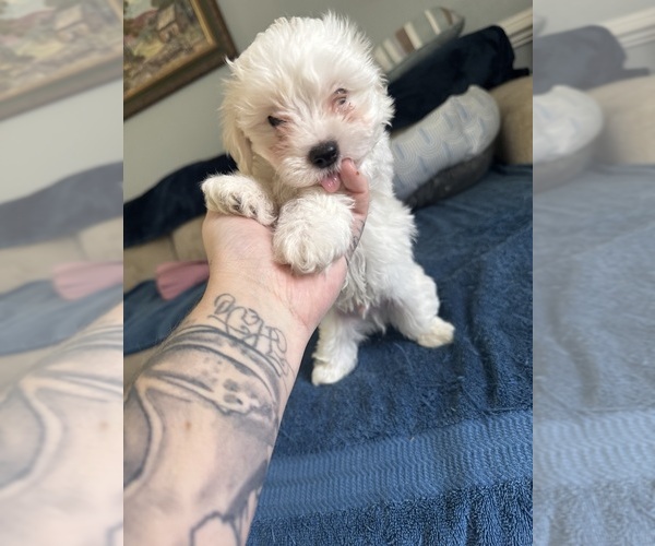 Medium Photo #1 Maltichon Puppy For Sale in CONWAY, SC, USA