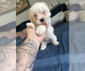 Maltichon Puppy for sale in CONWAY, SC, USA