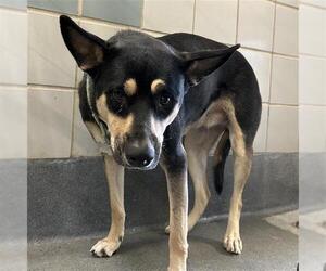 Mutt Dogs for adoption in San Antonio, TX, USA