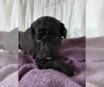 Small Photo #9 Labradoodle-Poodle (Standard) Mix Puppy For Sale in GALION, OH, USA