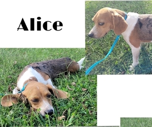 Beagle Puppy for sale in GOLDEN CITY, MO, USA