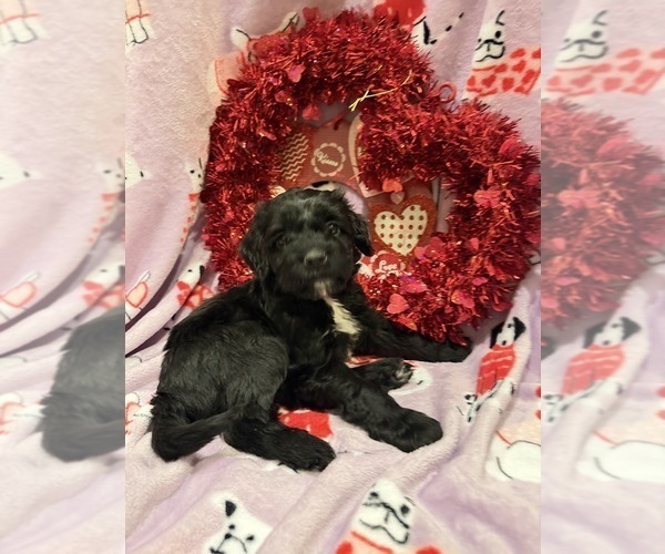 Medium Photo #5 Portuguese Water Dog Puppy For Sale in SWARTZ CREEK, MI, USA