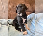 Puppy 7 Great Dane