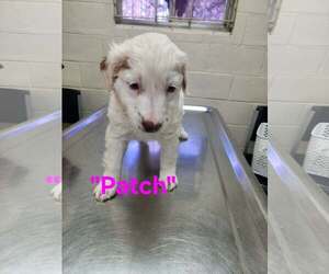 Patch - Male Australian Shepherd-Unknown Mix Dog for Adoption - Photo #2