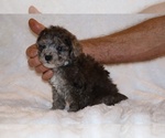 Small #8 Poodle (Toy)