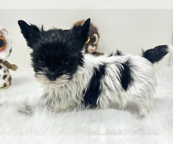 Medium Photo #15 Yorkshire Terrier Puppy For Sale in MIAMI BEACH, FL, USA