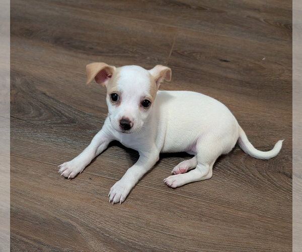 Medium Photo #1 Chihuahua Puppy For Sale in The Woodlands, TX, USA