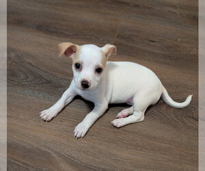 Chihuahua Dogs for adoption in The Woodlands, TX, USA