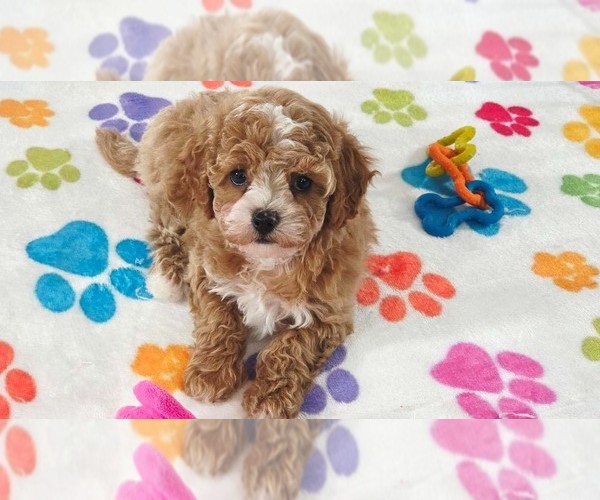 Medium Photo #1 Cavapoo (Miniature)-Poodle (Toy) Mix Puppy For Sale in ORO VALLEY, AZ, USA