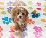Image preview for Ad Listing. Nickname: Lilly