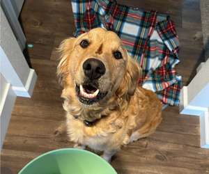 Mother of the Golden Retriever puppies born on 06/26/2025