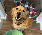 Small Photo #1 Golden Retriever Puppy For Sale in WILLISTON, ND, USA