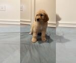 Small Photo #2 Bernedoodle Puppy For Sale in KATY, TX, USA