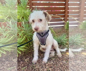 Poodle (Standard)-Unknown Mix Dogs for adoption in Marina Del Rey, CA, USA