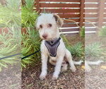 Harry - Male Poodle (Standard)-Unknown Mix Dog for Adoption - Small photo