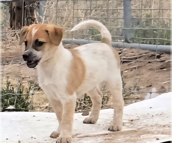 Medium Photo #5 Jack Russell Terrier-Unknown Mix Puppy For Sale in Peralta, NM, USA