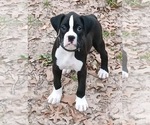 Puppy Puppy 10 Boxer