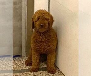 Father of the Goldendoodle (Miniature) puppies born on 06/07/2025