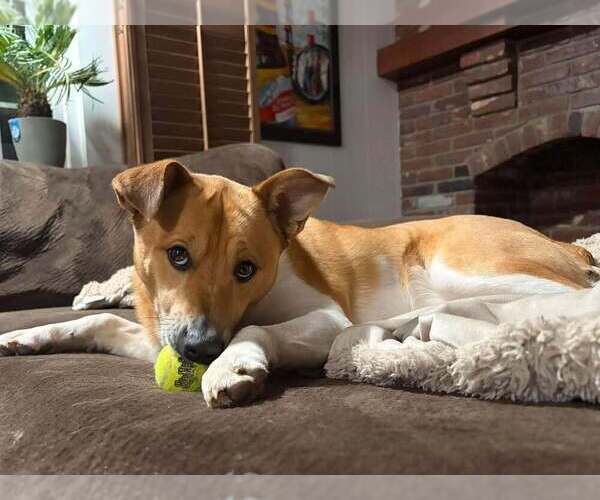 Medium Photo #3 Mutt Puppy For Sale in Springdale, PA, USA