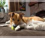 Small Photo #3 Mutt Puppy For Sale in Springdale, PA, USA